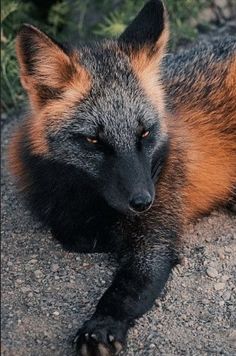 an orange and black fox laying on the ground