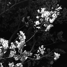 black and white photograph of flowers on tree branches