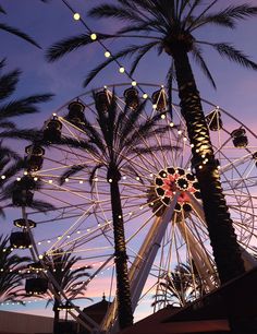 a ferris wheel and palm trees at dusk