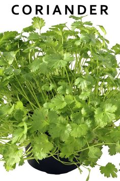 a close up of a plant with the words coriander on it