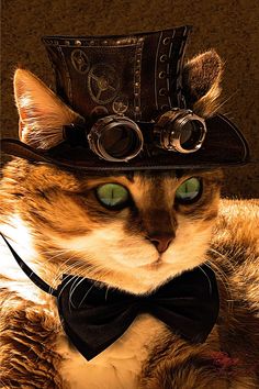 a cat wearing a hat and bow tie with goggles on it's head