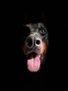 a close up of a dog's face in the dark with its tongue out