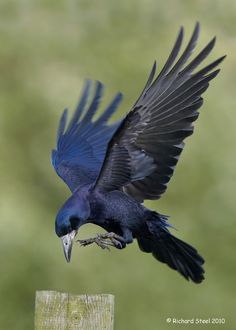 a blue bird with black wings is flying over a wooden post