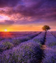 a lavender field at sunset with a lone tree in the middle