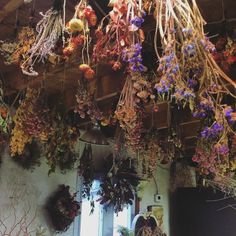 hanging plants and dried flowers in a room