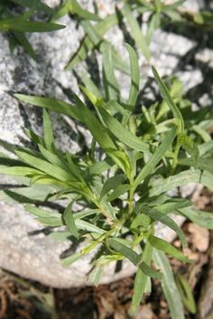 small green plant growing out of the ground