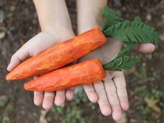 two hands holding carrots with leaves on them