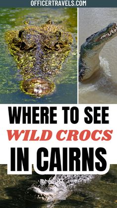 there are two pictures with the words where to see wild crocs in cabins