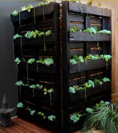 an image of some plants growing out of crates