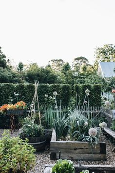 the garden is full of plants and flowers