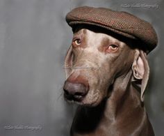 a brown dog wearing a hat and looking at the camera with an intense look on his face