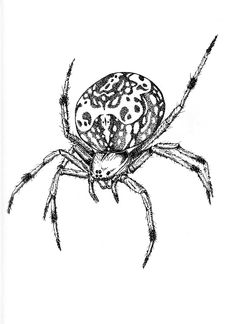 a black and white drawing of a spider with spots on it's back legs