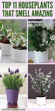 Best smelling houseplants. Fragrant Indoor Plants, Sweet Smelling Flowers, Smelling Flowers, Jasmine Plant, Fragrant Plant, Plants Indoor, Enjoy Nature, Smell Good, Indoor Plants