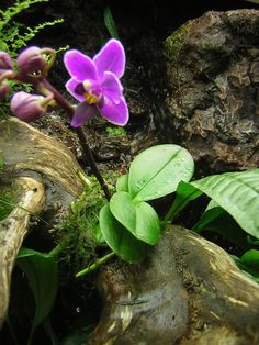 a purple flower sitting on top of a wooden log next to green plants and rocks