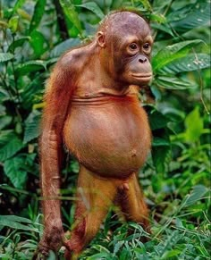 an orangutan hanging from a tree branch in the jungle, looking at the camera