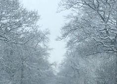 the road is covered in snow and trees