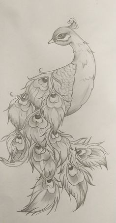 a pencil drawing of a peacock with feathers