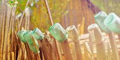 green glass bottles are lined up on a wooden fence in front of some bamboo trees