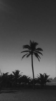 a black and white photo of a palm tree on the beach at dusk with clouds in the sky