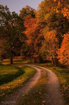 a dirt road surrounded by trees with orange leaves on the sides and green grass in the foreground