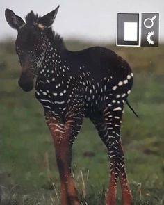 a baby zebra standing on top of a lush green field