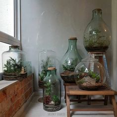 several glass vases with plants in them sitting on a shelf next to a window