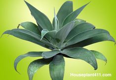 Succulent Agave plant has multi-layered rosettes of   long, thick, fleshy, pointed grayish/green leaves. Grow Plants Indoors, English Ivy Plant, How To Grow Plants, Amaryllis Plant, Agave Plants, Popular House Plants, Plants Care, Alocasia Plant, Flowering Succulents