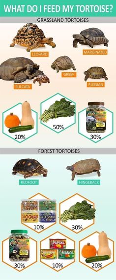 what do i feed my tortoise? infographical poster with pictures and description