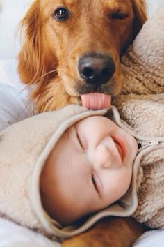 a brown dog laying on top of a bed next to a baby and a teddy bear