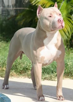 a tan pitbull dog standing on the sidewalk