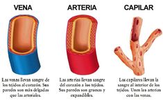 three different types of muscles and their corresponding structures are shown in this graphic above the caption