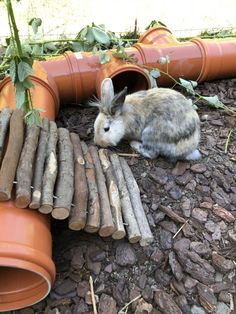 a rabbit is laying on the ground next to some pipes and logs that have been dug into them