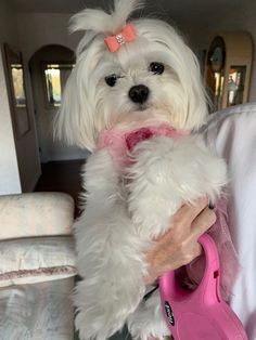 a small white dog with a pink bow on its head is being held by a woman