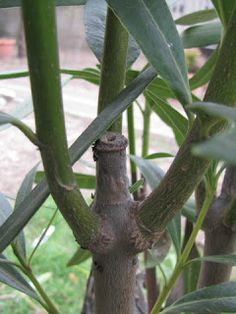 the trunk of a tree with green leaves