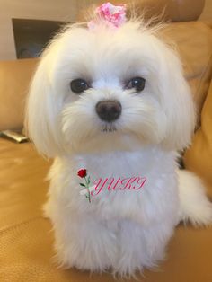 a small white dog with a pink bow on its head sitting on a leather couch