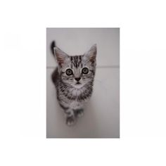 a small kitten standing on top of a white tile floor