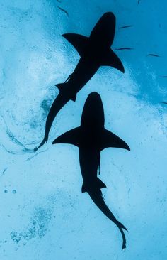 three sharks swimming in the water near each other