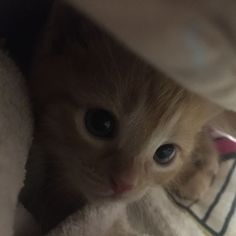 an orange kitten peeking out from under a blanket