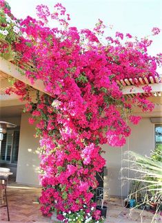 pink flowers are growing on the side of a house in front of a table and chairs