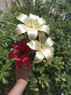 a hand holding three flowers in front of some bushes and plants with green leaves on them