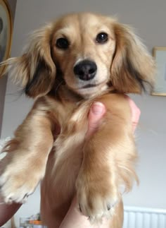 a person holding a small brown dog in their hands and looking at the camera with an intense look on his face