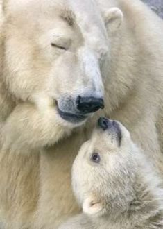 two polar bears cuddle together in the snow