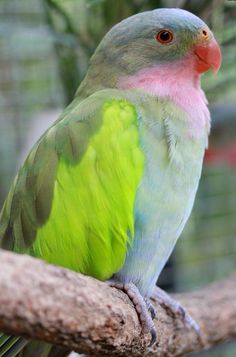 a green and pink bird sitting on top of a tree branch