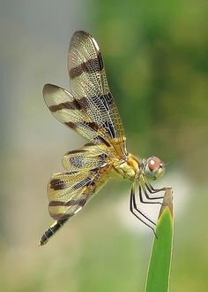 a dragonfly sitting on top of a green plant