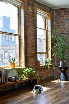 a black and white dog laying on the floor in front of two windows with potted plants