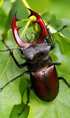 an insect with horns on it's back sitting on a leaf