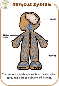 the nervous system is labeled in blue and white, with words describing it's functions