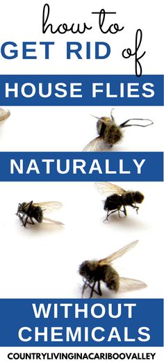 how to get rid of house flies naturally without chemicals