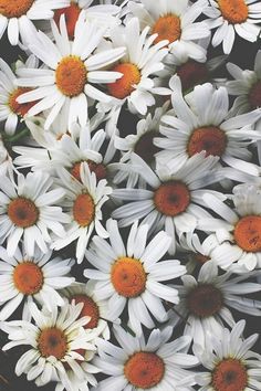 white daisies with orange centers are shown in this image