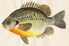 a painting of a fish on a white background